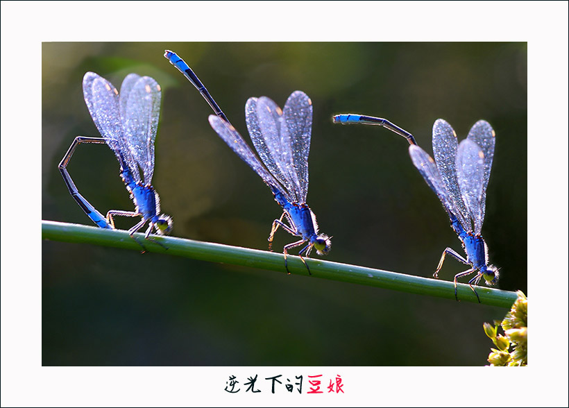 逆光下的豆娘 摄影 春.夏.秋.冬.