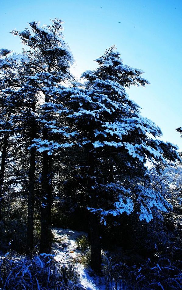 峨嵋雪松 摄影 无依无靠