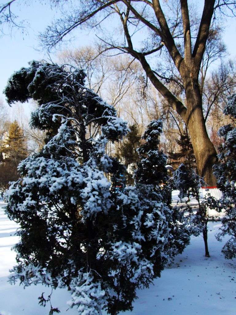 古城西宁印象（十三）林中雪 摄影 天篝