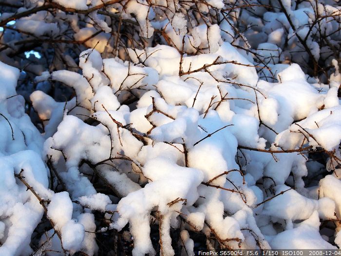 雪后枝头 摄影 杯莫停