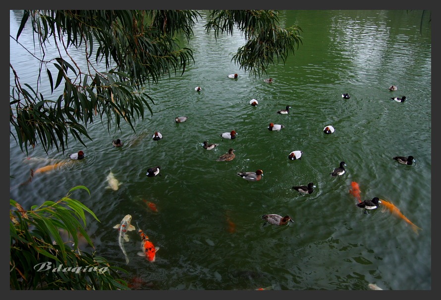 鱼鸭戏水 摄影 Bdaqing