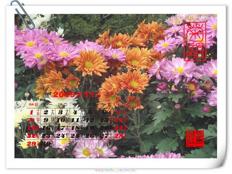 2009年11月菊花台历 摄影 weiyanfu