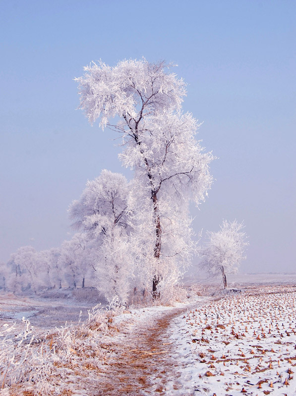 一径踩淞雪.八里有人家 摄影 巴虎邨人