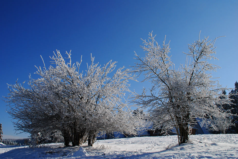 雪景 摄影 runyee