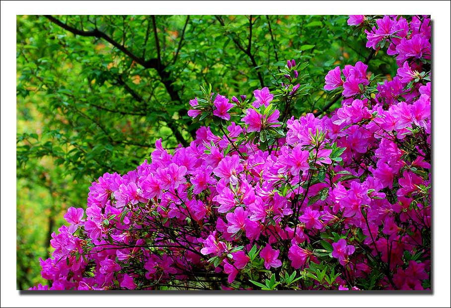 《春花烂漫》 摄影 都来评评