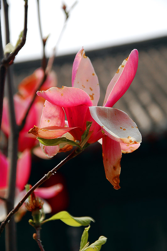 葬花 摄影 王为