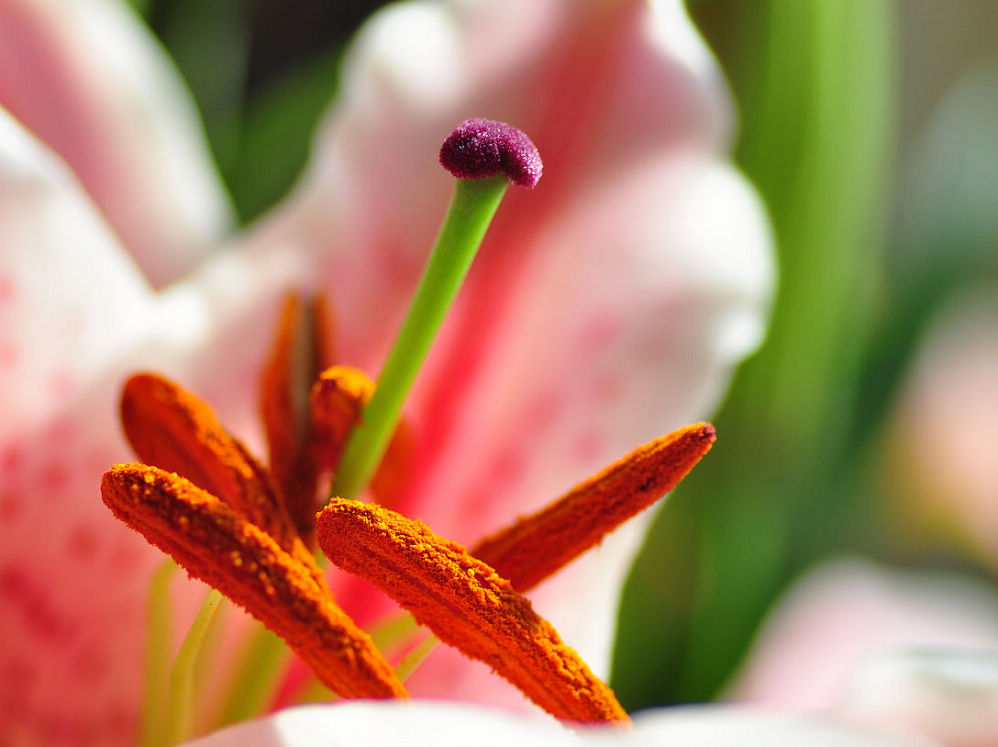 百合花芯 摄影 pajarito