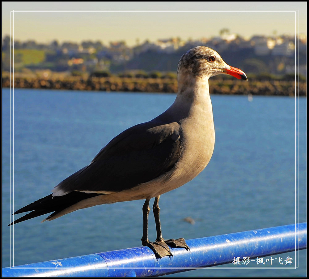 安闲自在 摄影 枫叶飞舞