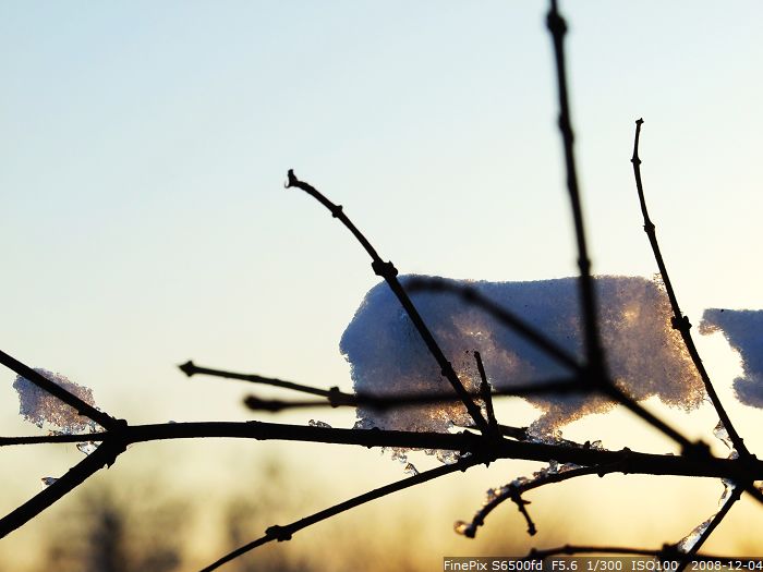 雪压枝头 摄影 杯莫停