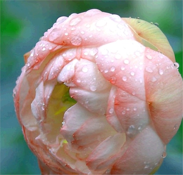 雨莲 摄影 雨莲