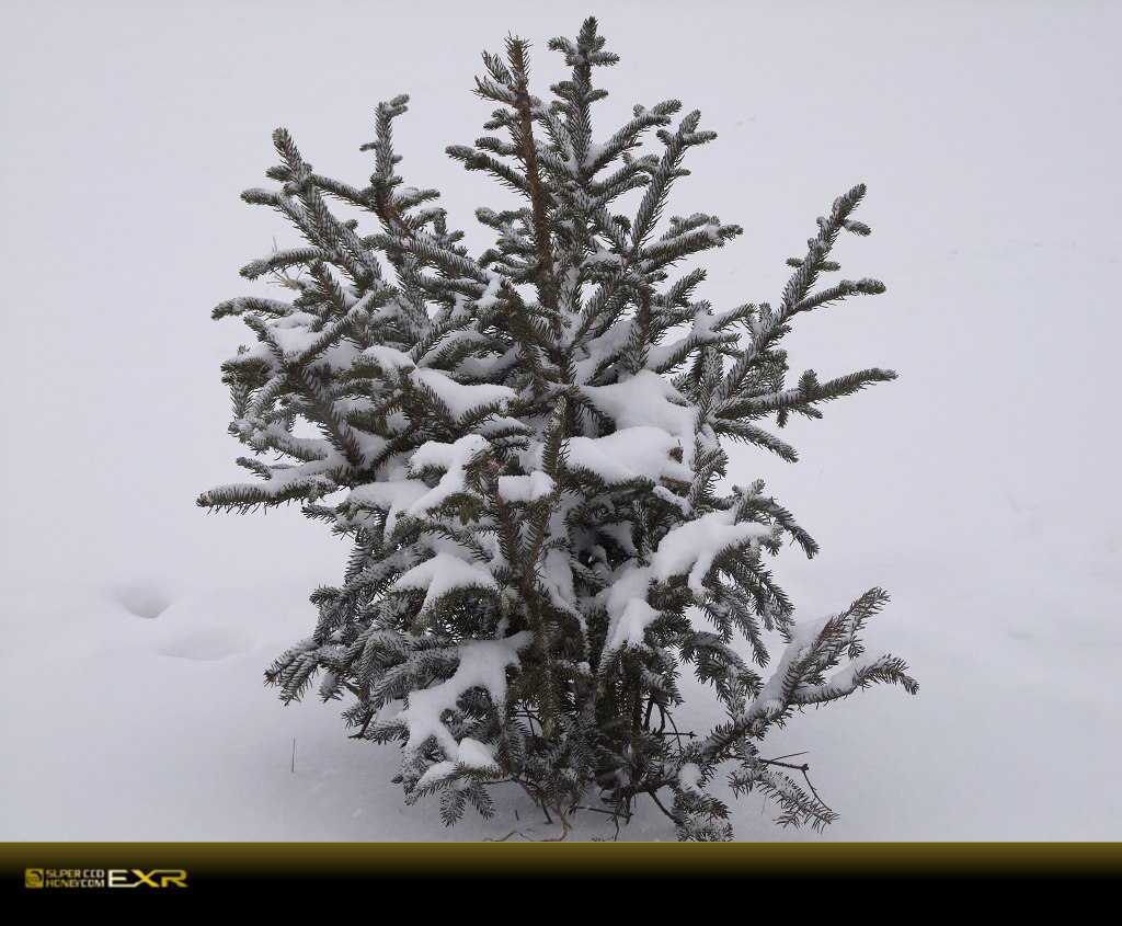 傲雪 摄影 碧野68