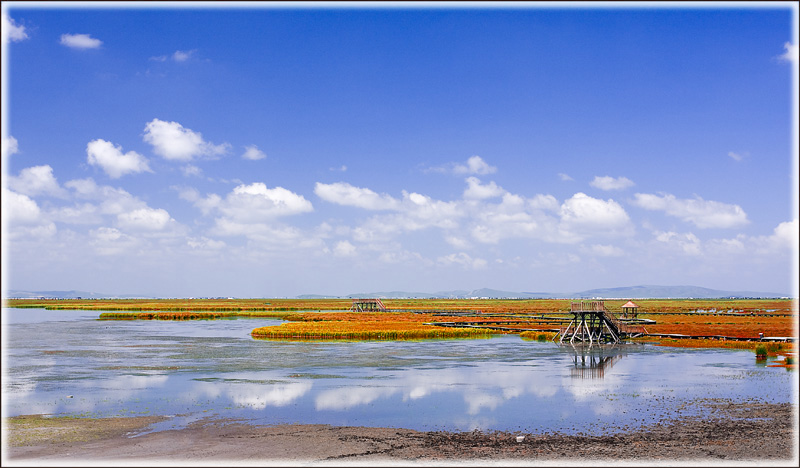 高原湿地——诺尔盖花海 摄影 dzy999