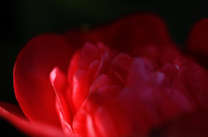 茶花 摄影 寅寅