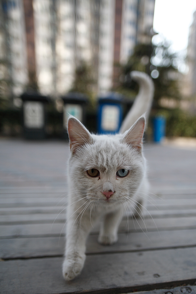 流浪猫 摄影 胡家宝