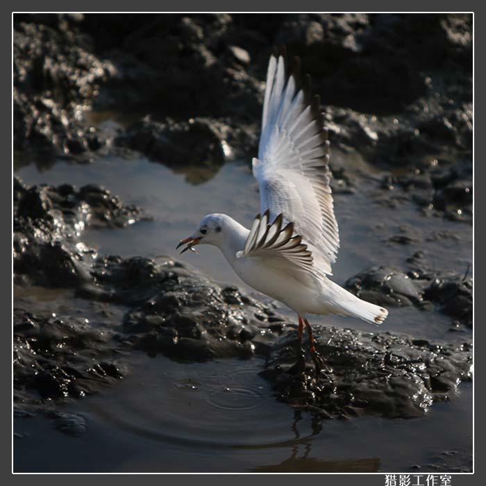 BIRD 红嘴鸥 摄影 猎影007