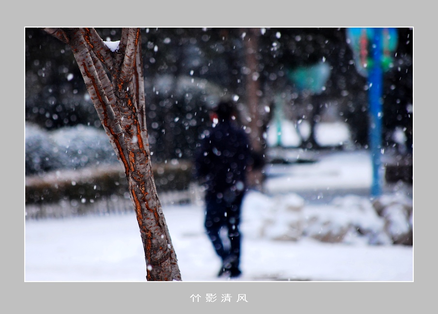 雪中随拍 摄影 竹影清风