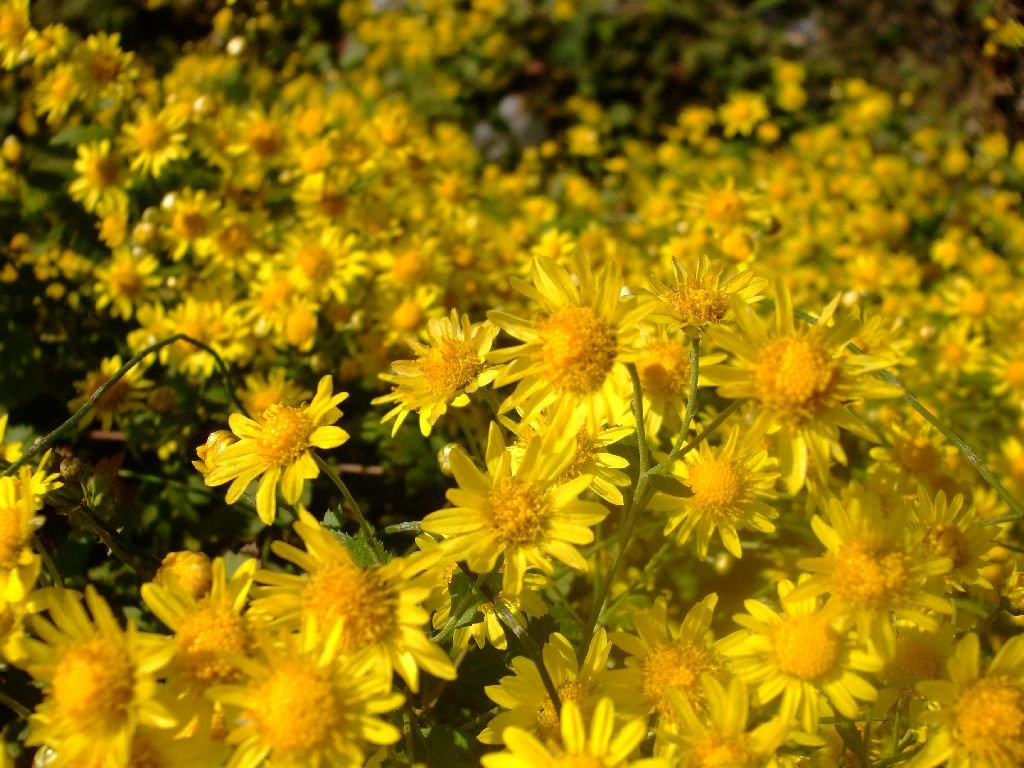 花满蹊 摄影 盛夏明月