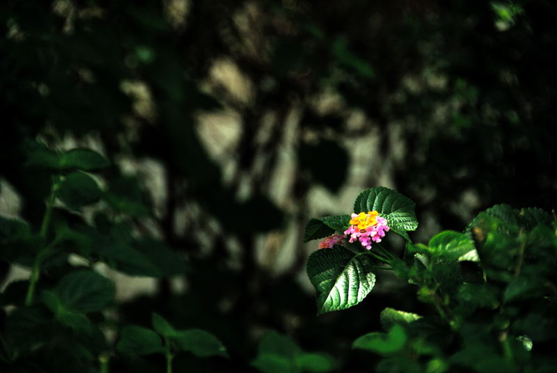 植物习作 摄影 孤芳幽影