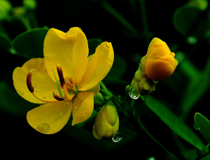 雨后山花 摄影 随心A