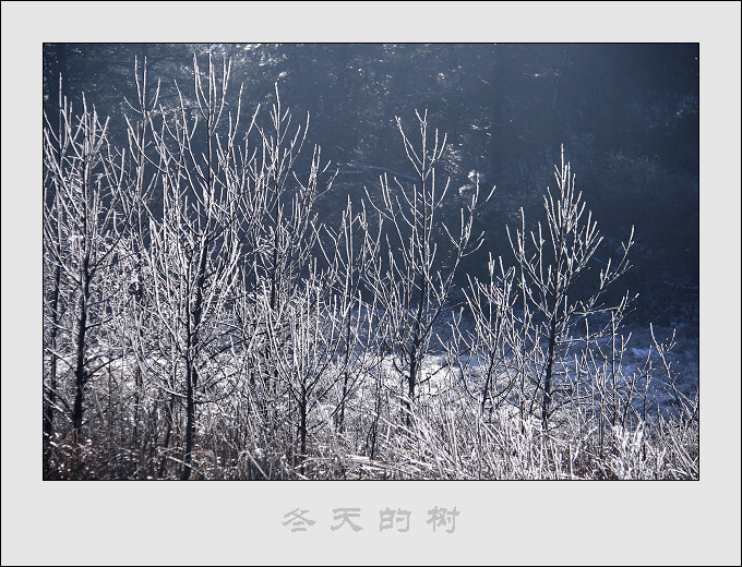 冬天的树 摄影 小翠