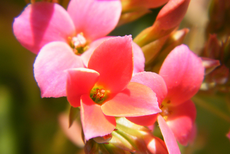 最普通的花1 摄影 hedyphoto