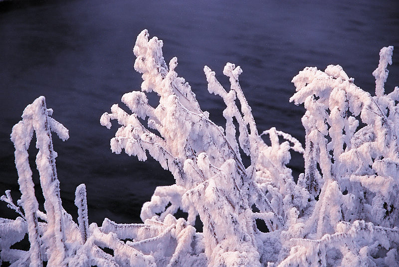 素雅之美 摄影 雪中飞