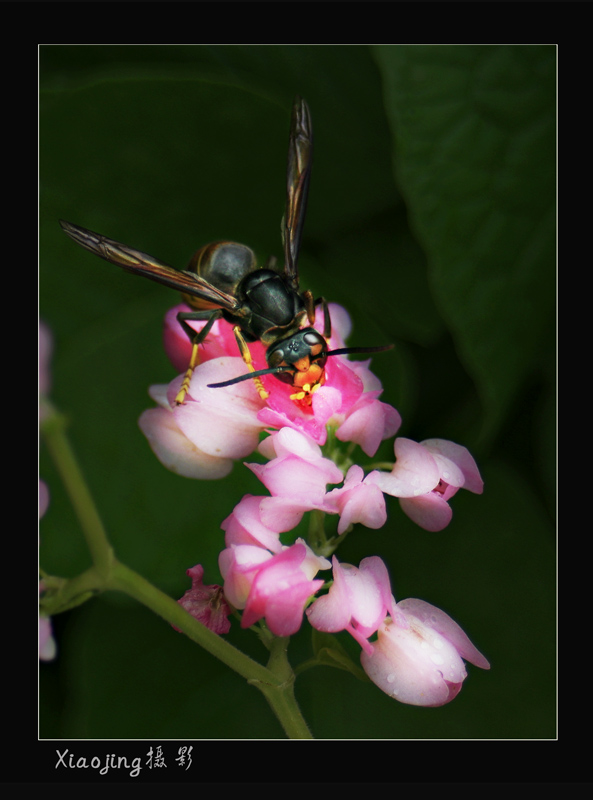 蜂.花 摄影 却尘