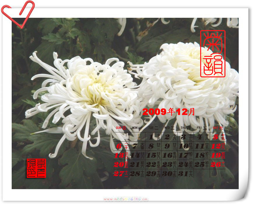 2009年12月菊花台历 摄影 weiyanfu