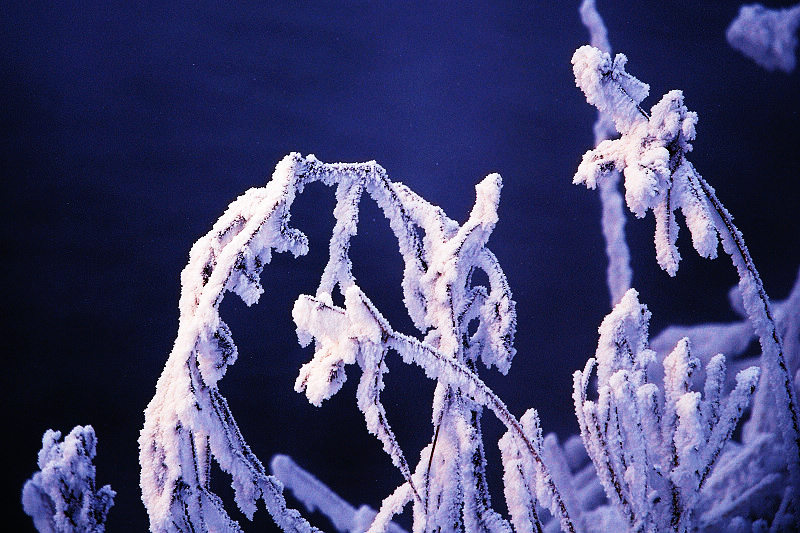 玉树银花 摄影 雪中飞