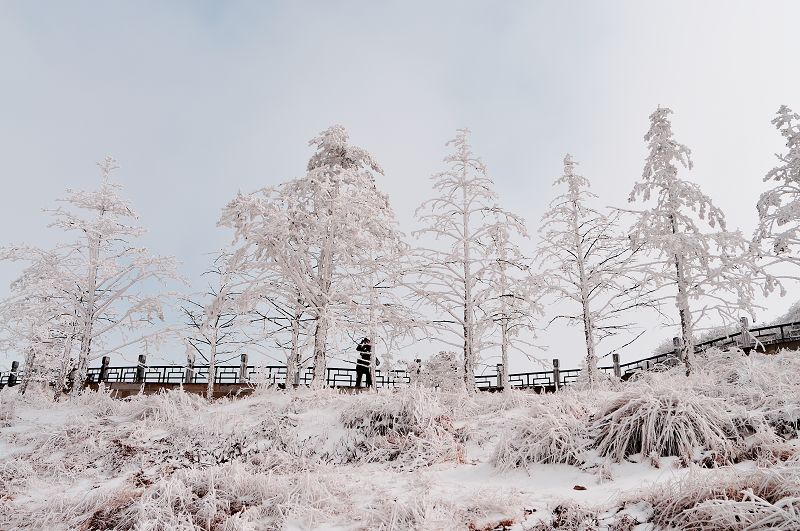 雪松 摄影 弈天