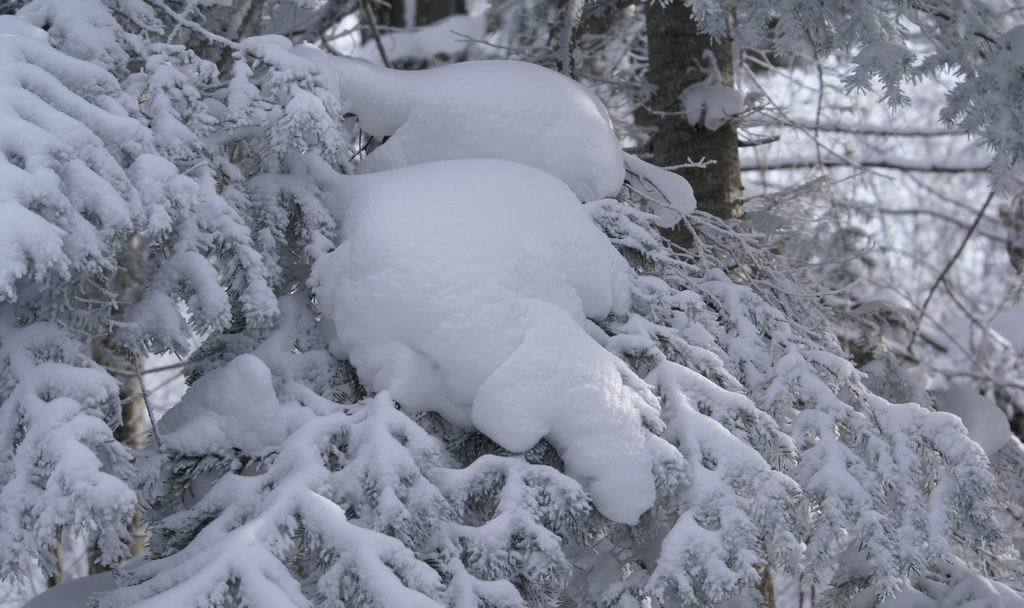 北方的雪 摄影 那雨