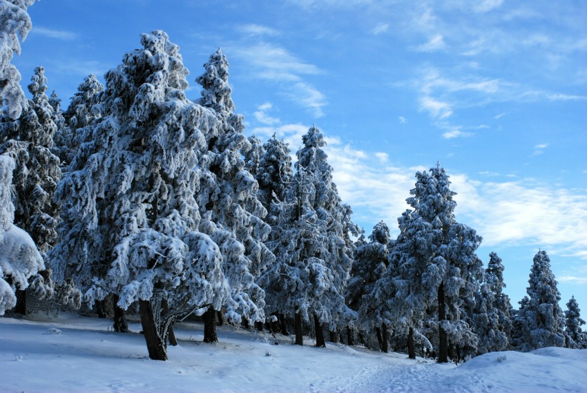 雪松 摄影 runyee