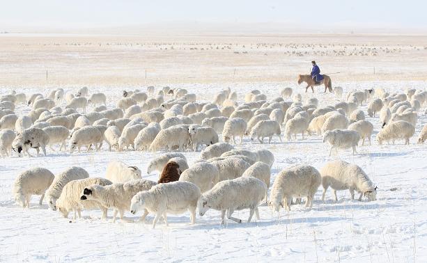 冬季牧羊 摄影 通拉嘎