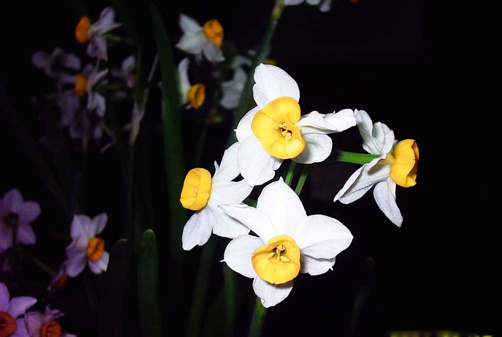 水仙花 摄影 子归