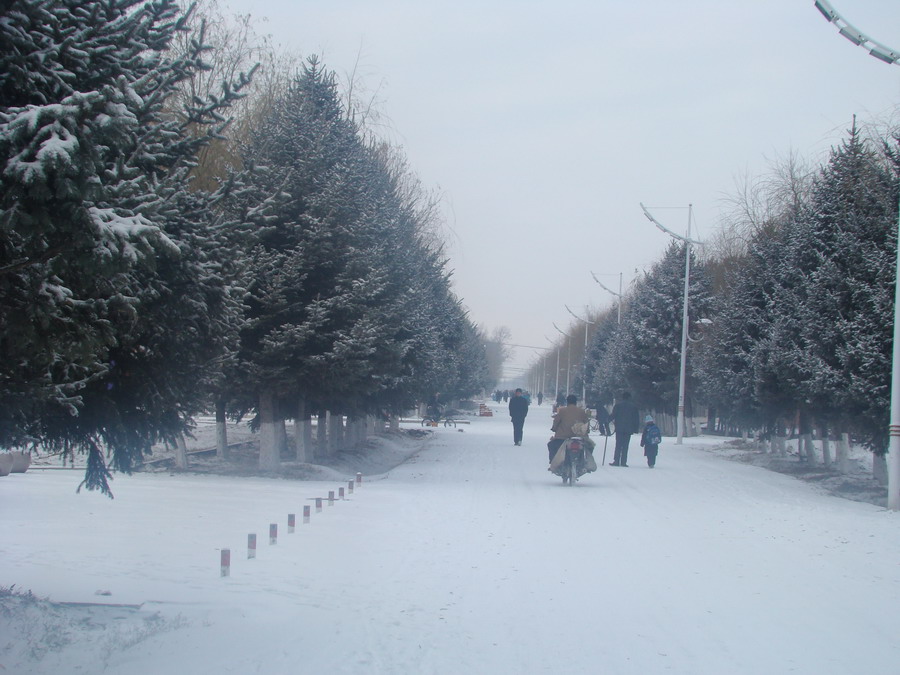 雪松 摄影 中华龙鸟