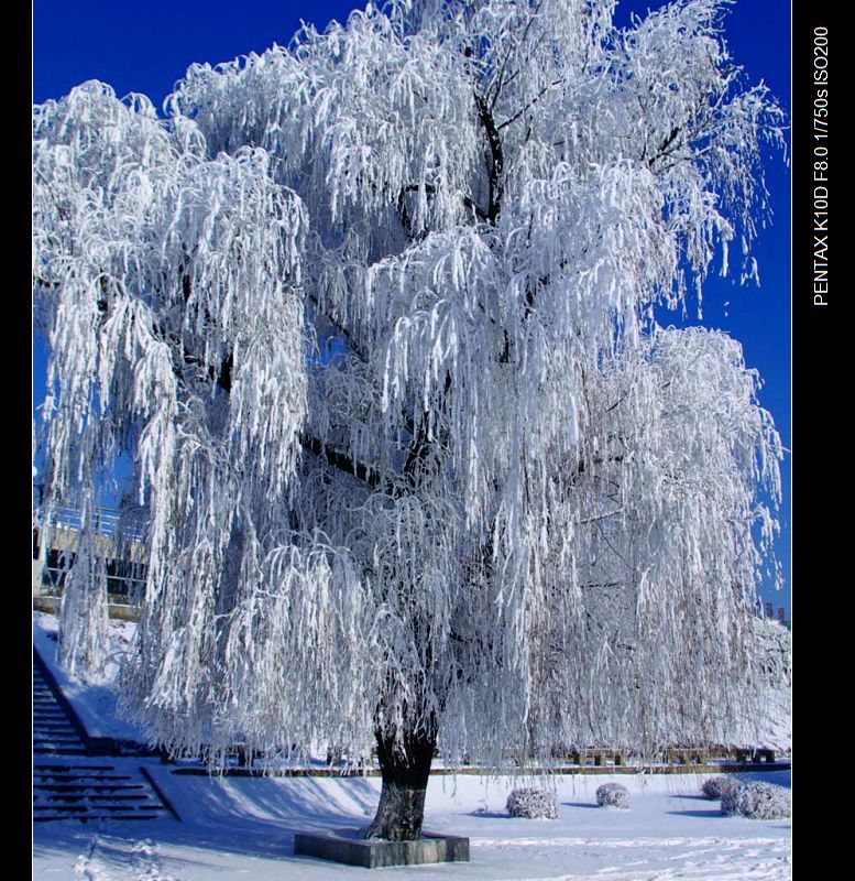 初冬的雪 摄影 吉林摄友