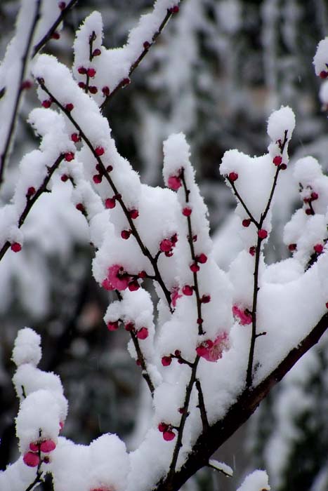 傲雪 摄影 红岩上