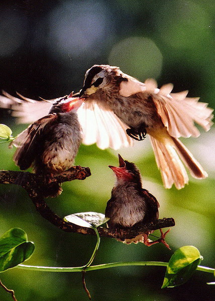 bird 摄影 Boonoski