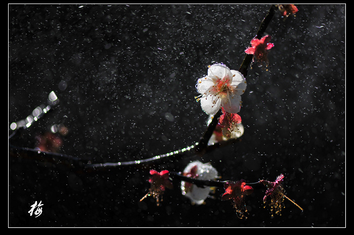 山雨.梅 摄影 月亮之上