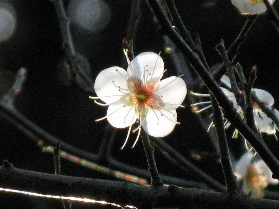 梅花 摄影 夜雨花仙