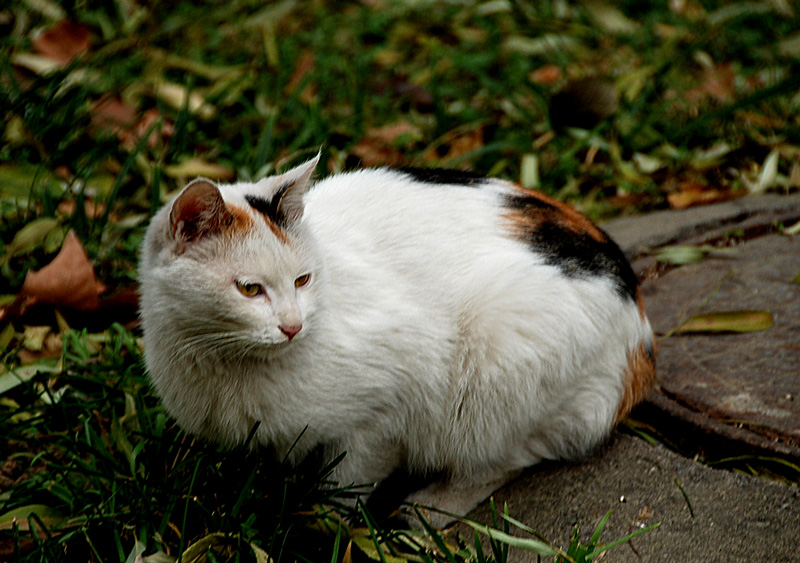 流浪猫 摄影 bjyhzgs