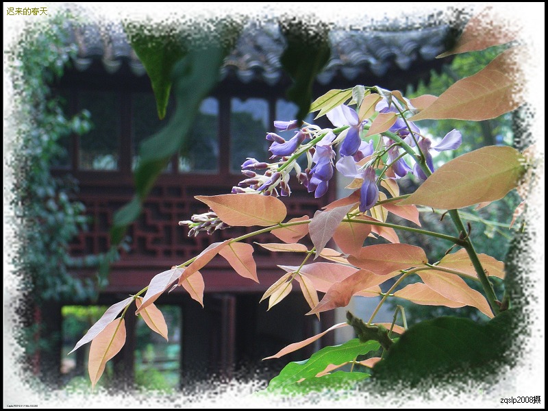 错季的紫藤花 摄影 zqslp2008