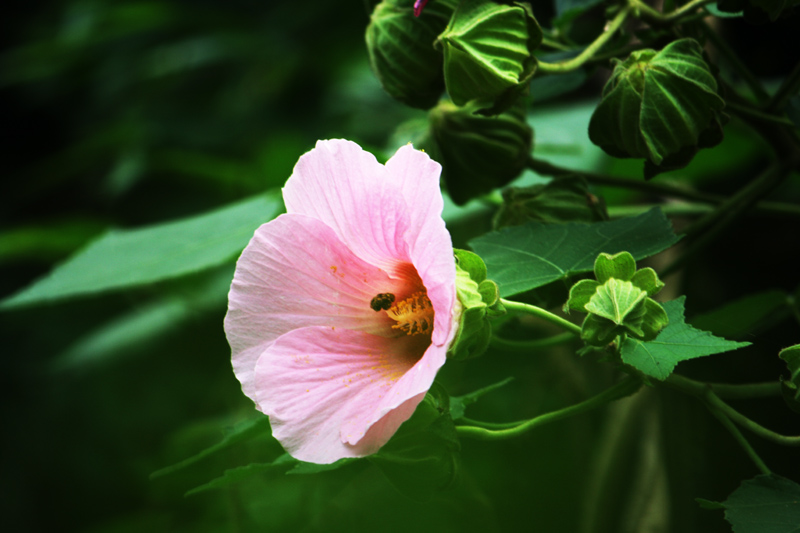 小花 摄影 天线小宝宝