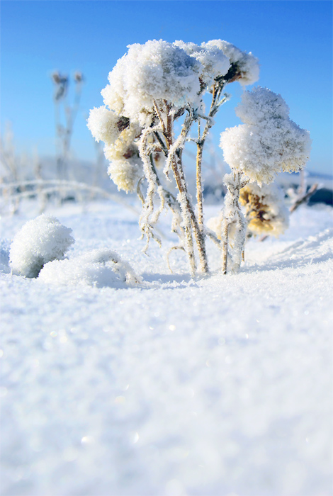 雪 摄影 幽谷无光