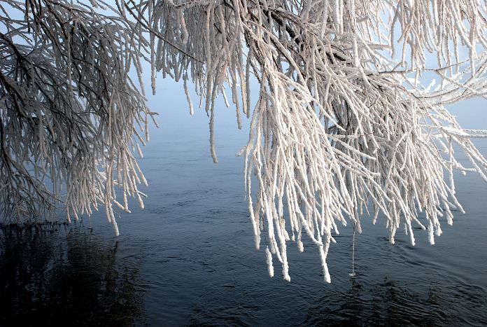 吉林雾凇 之寒江雪柳 摄影 柳花