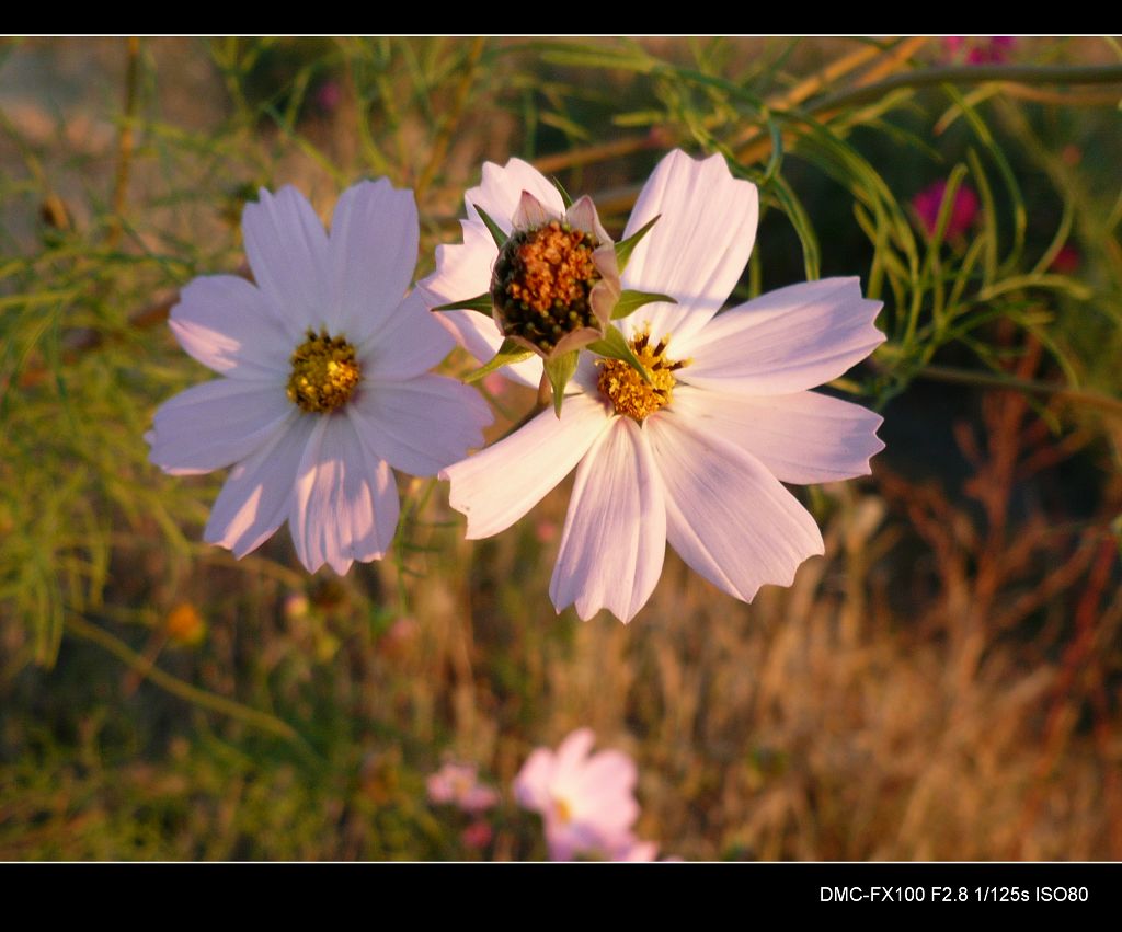 小花 摄影 ssw