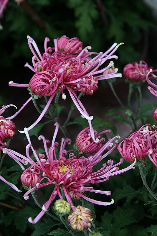 菊花 摄影 珠海水杉