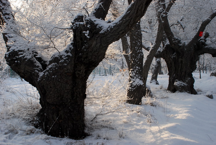 瑞雪丰牛年 摄影 leezongke