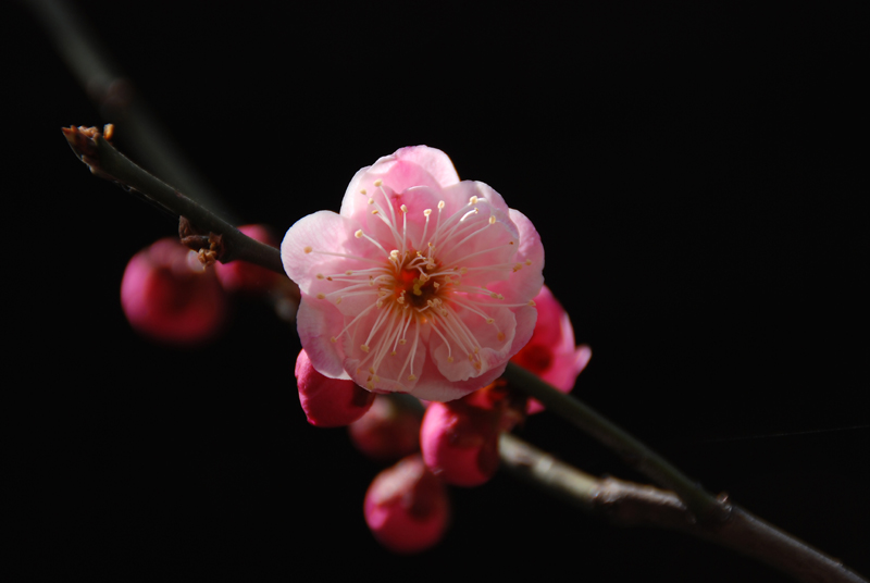 红梅 摄影 土豆花