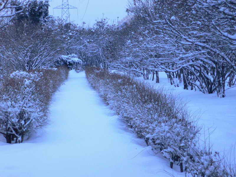 院里的雪 摄影 哈哈老顽童